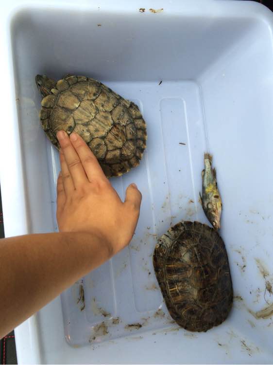 江边抓到一群乌龟,在河里抓的超大的巴西龟