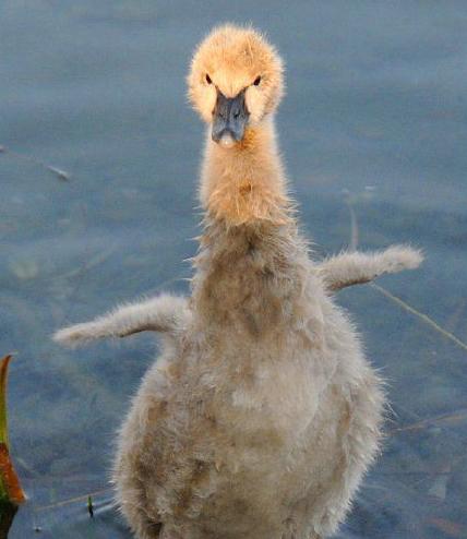 现在都还不知道？身边生物的寿命（饲养编）