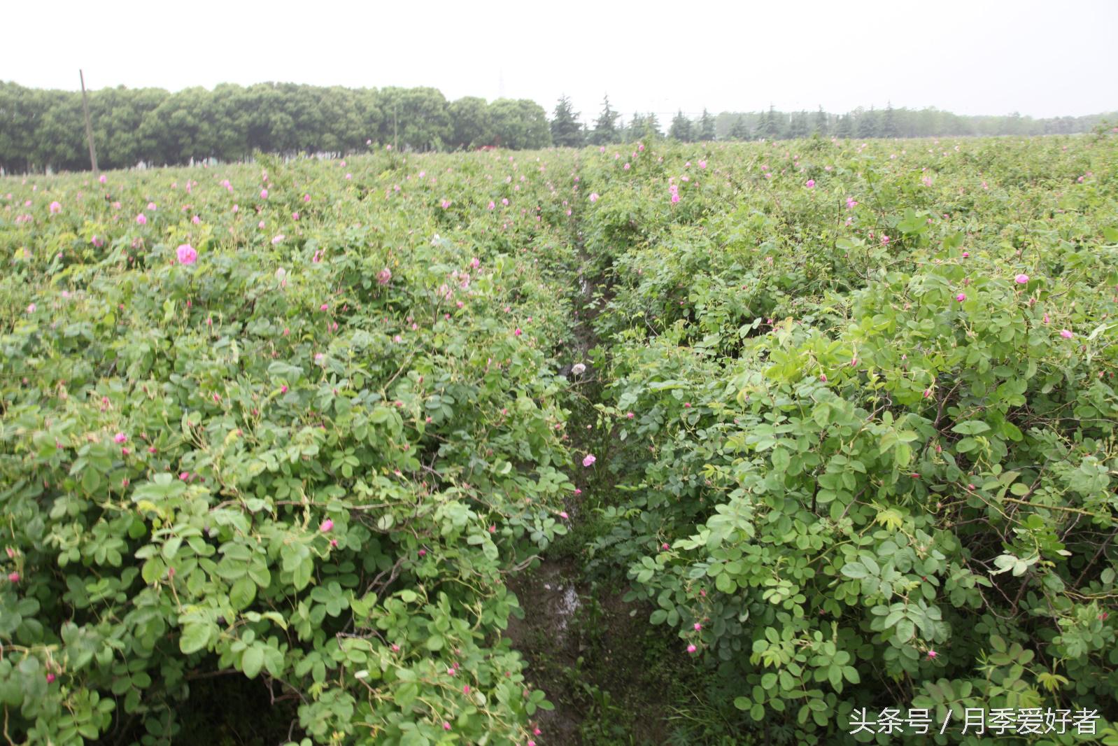 爬墙玫瑰月季与蔷薇区别,蔷薇和玫瑰都属于月季吗