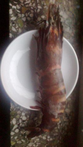 一斤25只的基围虾大不大呀,1斤基围虾能够出多少虾肉