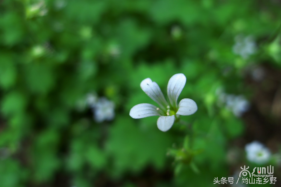 据说这种植物能够来治病英语,一种草对荨麻疹有特效