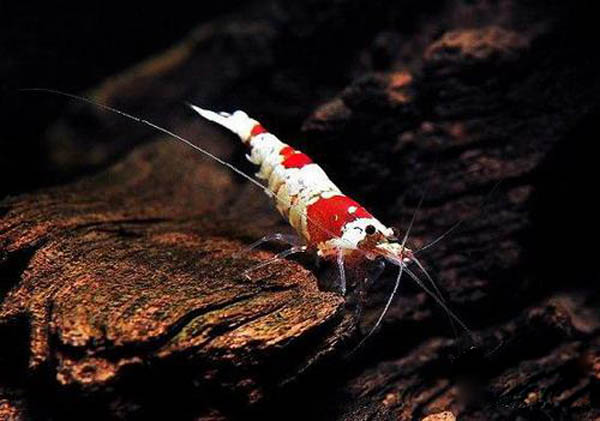 观赏虾十大入门级,观赏虾最漂亮的一种