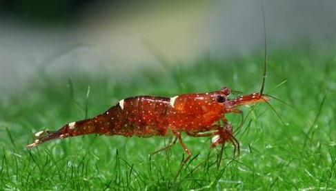 观赏虾十大入门级,观赏虾最漂亮的一种