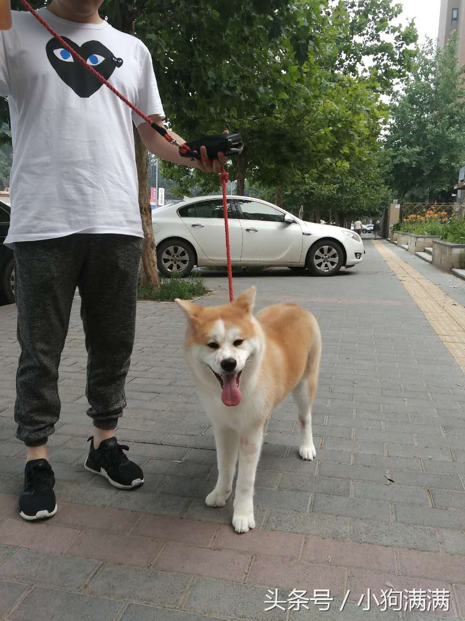 狗狗spa用什么产品,狗狗spa教程