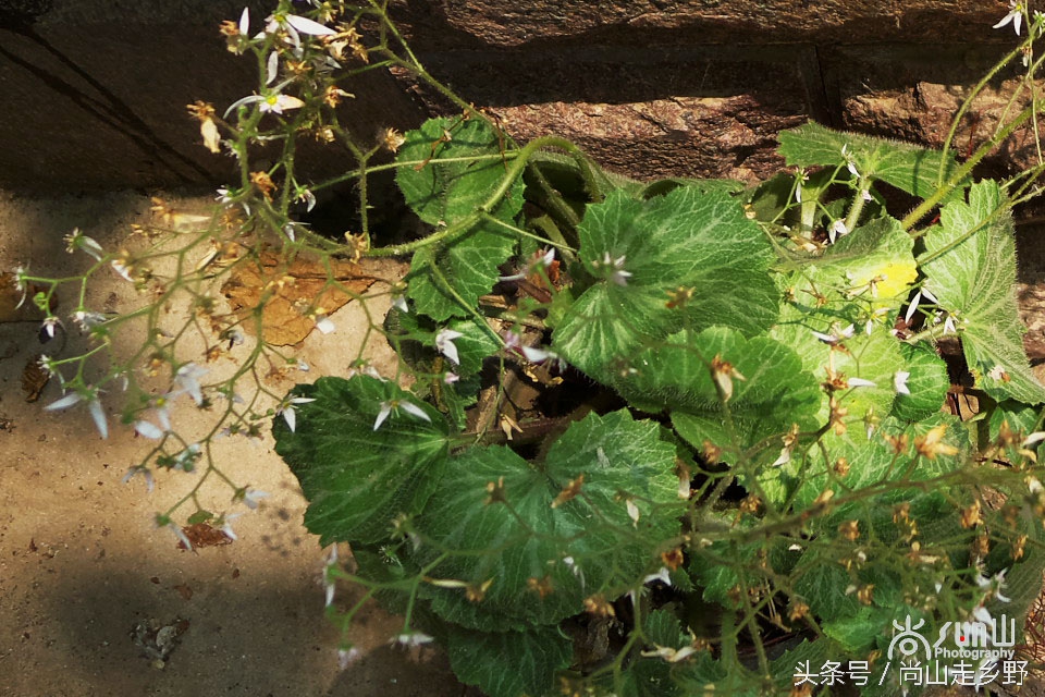 据说这种植物能够来治病英语,一种草对荨麻疹有特效