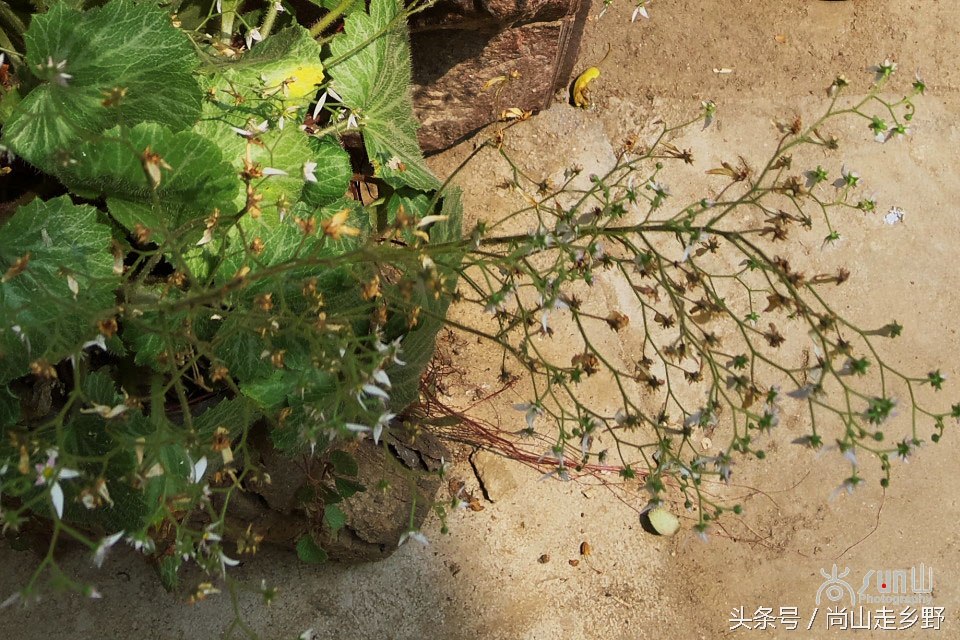 据说这种植物能够来治病英语,一种草对荨麻疹有特效