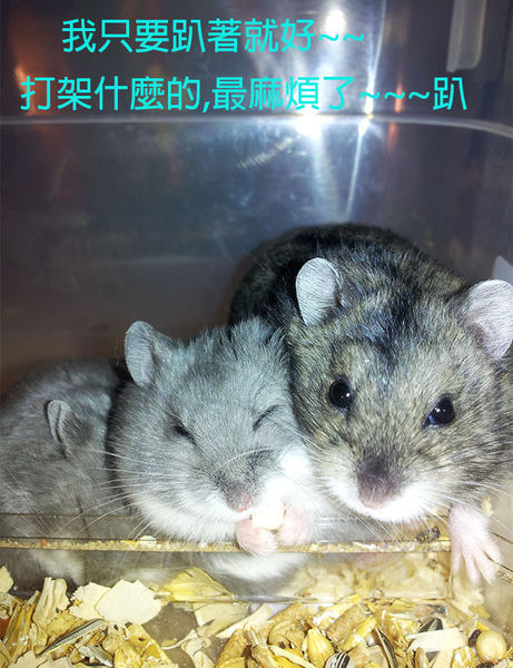 仓鼠合居需要注意什么,仓鼠两个一起养需要注意什么