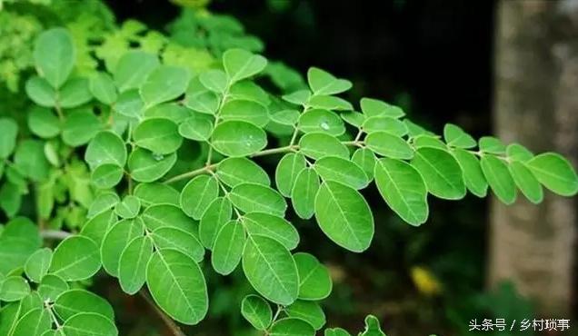 农村有什么好的种植项目,农村种植创业项目推荐