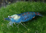 观赏虾十大入门级,观赏虾最漂亮的一种