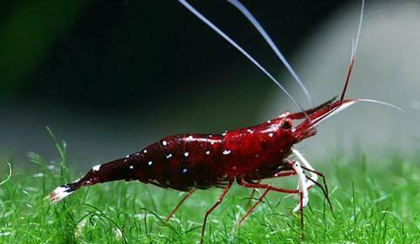 观赏虾十大入门级,观赏虾最漂亮的一种