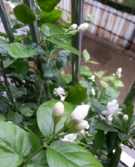 洗米的水真的美白吗,洗米水的功能