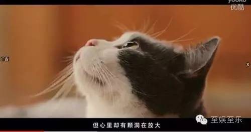 前方萌宠来袭！这些大陆宠物剧你都看过吗？