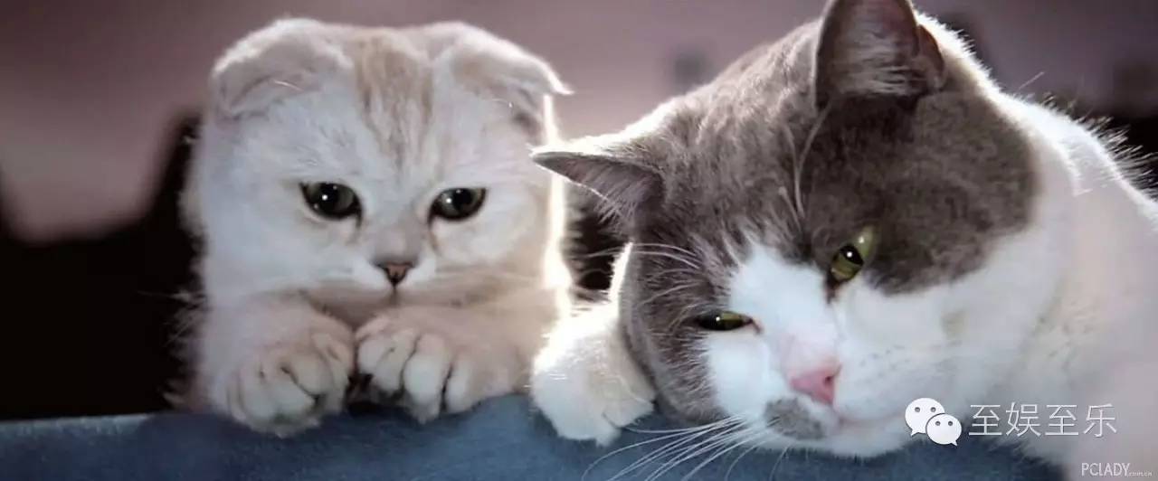 前方萌宠来袭！这些大陆宠物剧你都看过吗？