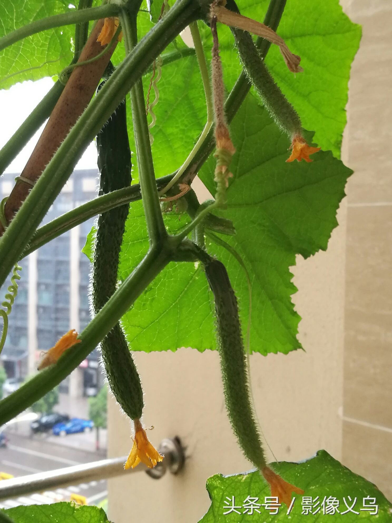 健康义乌：家庭阳台种菜义乌正时尚