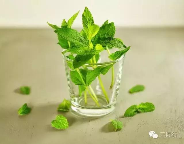 西餐里的那些“杂草”都是啥？一篇文章带你认识香草