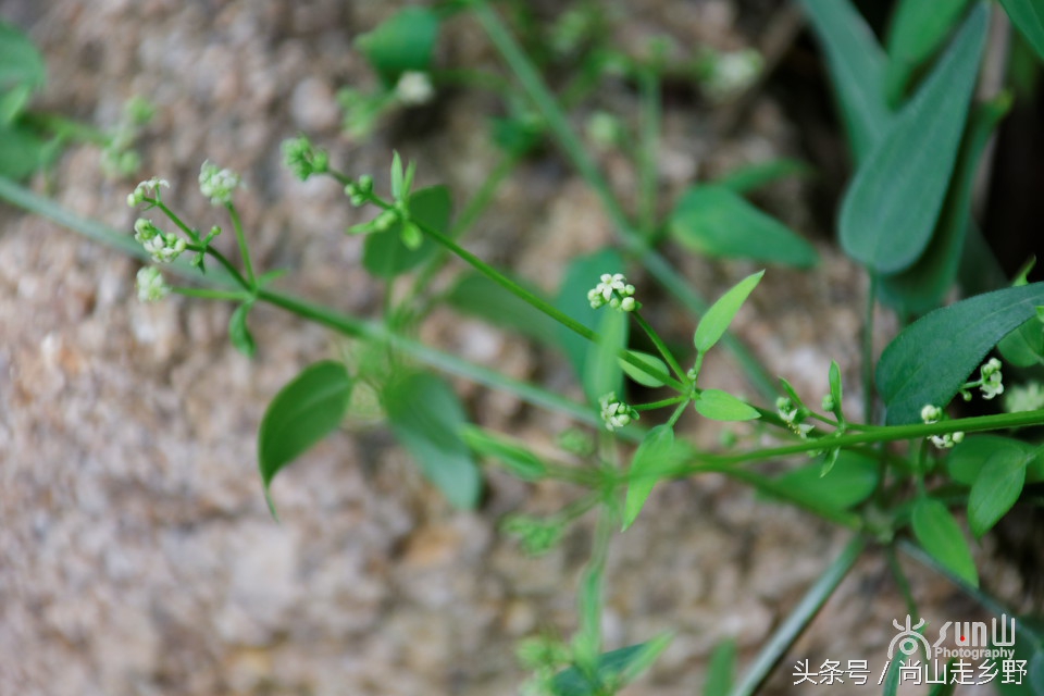 农村人用的红色染料是什么,人类最原始的染料