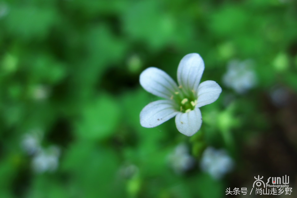 据说这种植物能够来治病英语,一种草对荨麻疹有特效