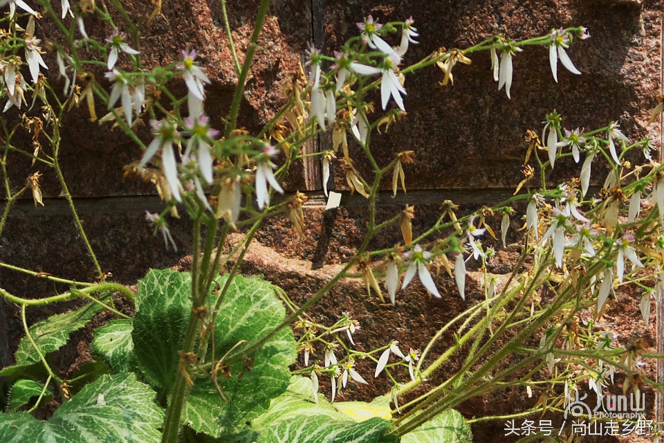 据说这种植物能够来治病英语,一种草对荨麻疹有特效