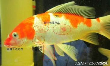 刚买的锦鲤眼睛发红正常吗,锦鲤充血是什么症状啊