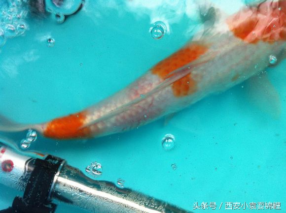 刚买的锦鲤眼睛发红正常吗,锦鲤充血是什么症状啊