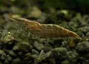 观赏虾十大入门级,观赏虾最漂亮的一种