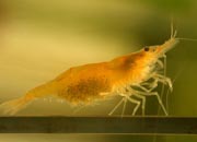 观赏虾十大入门级,观赏虾最漂亮的一种