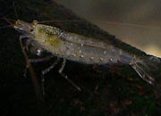 观赏虾十大入门级,观赏虾最漂亮的一种