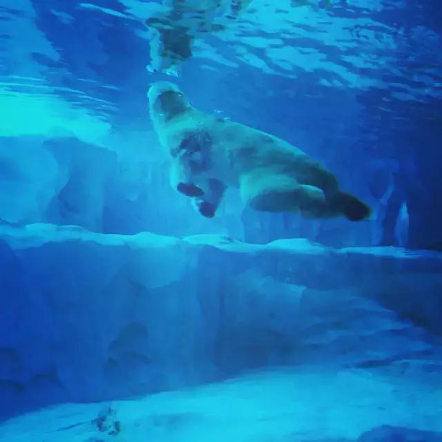 珠海长隆海洋王国一日一夜游攻略,珠海长隆海洋王国攻略两天一夜