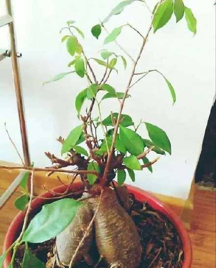 洗米的水真的美白吗,洗米水的功能