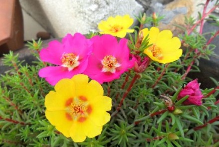 洗米的水真的美白吗,洗米水的功能