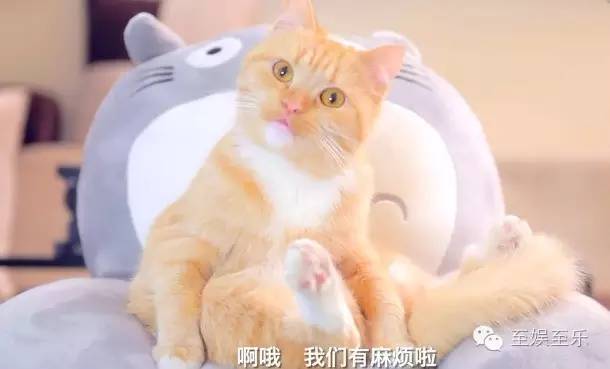 前方萌宠来袭！这些大陆宠物剧你都看过吗？