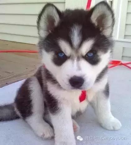 怎么辨别哈士奇的品种纯不纯,哈士奇纯不纯看它的眼睛就知道了