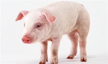 母猪化脓性子宫内膜炎的治疗,母猪子宫内膜炎最佳治疗方法