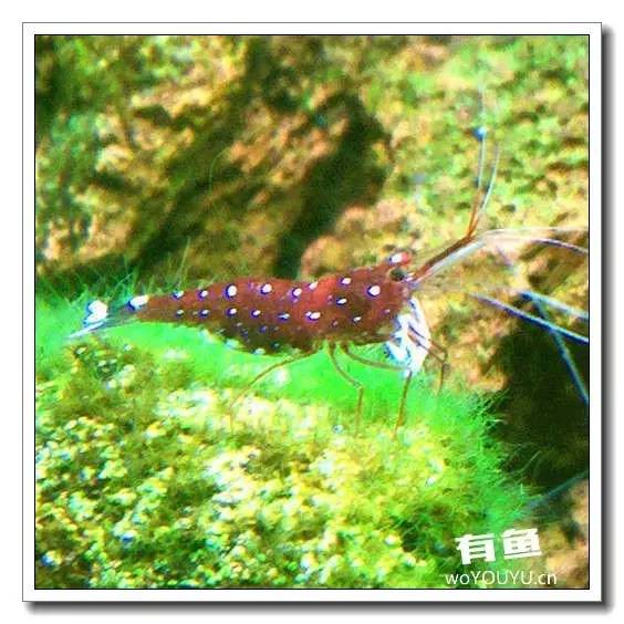 养虾死亡率高,养虾如何避免死亡