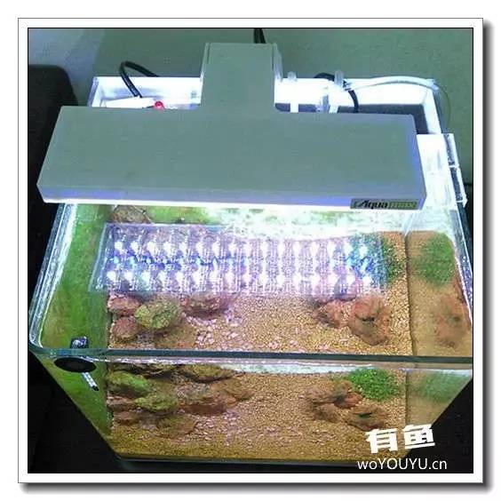 养虾死亡率高,养虾如何避免死亡