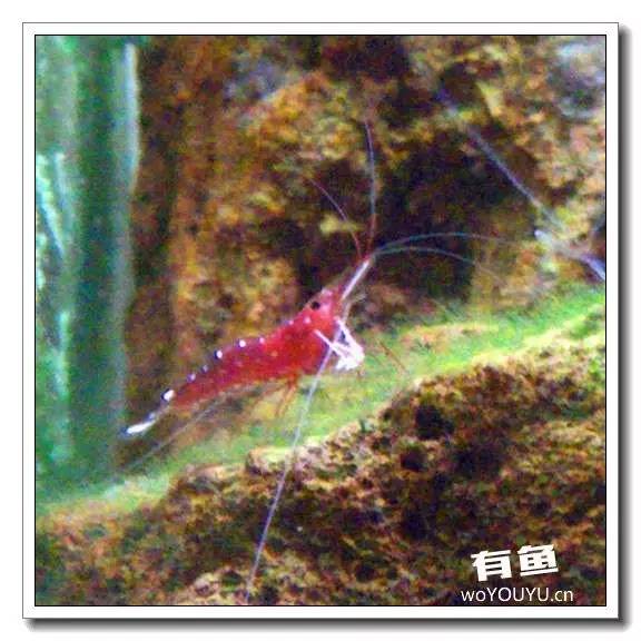 养虾死亡率高,养虾如何避免死亡