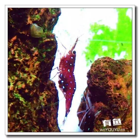 养虾死亡率高,养虾如何避免死亡