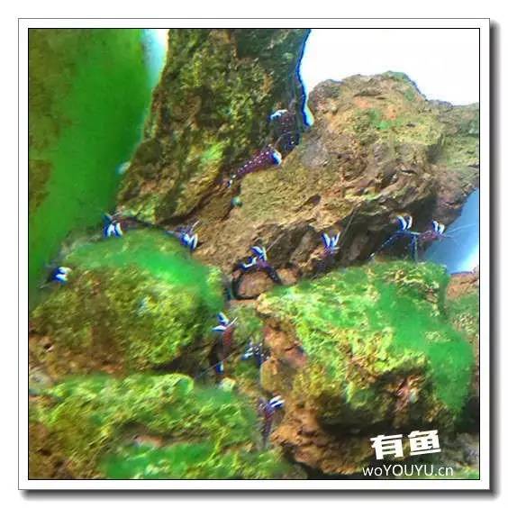 养虾死亡率高,养虾如何避免死亡