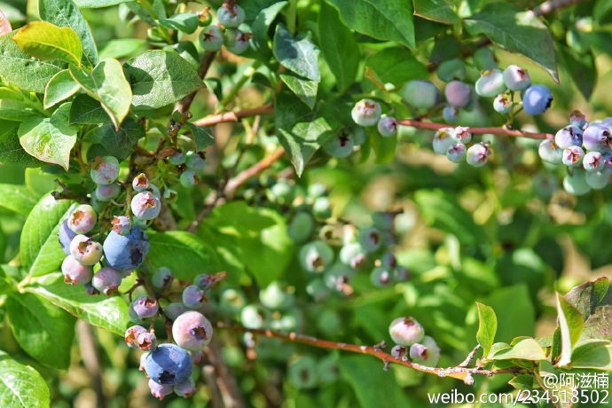 美元升值人民币也升值,美元汇率低了加拿大是否也会低