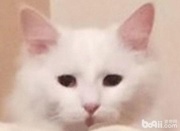 主人正专心逗狗，没想到狗狗一脸面瘫，而不远处猫咪的醋坛子翻了