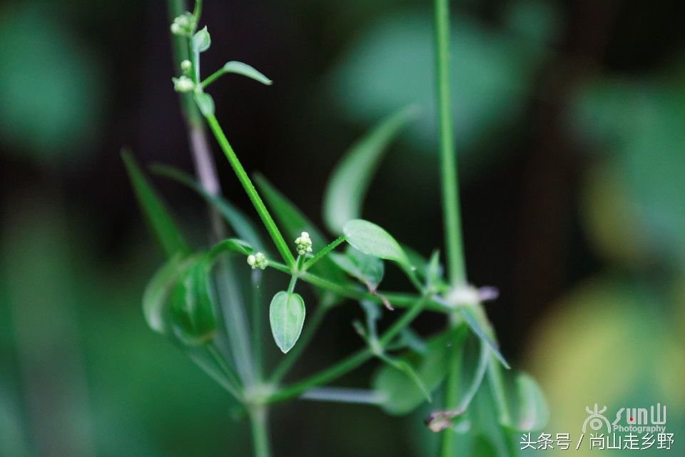 农村人用的红色染料是什么,人类最原始的染料