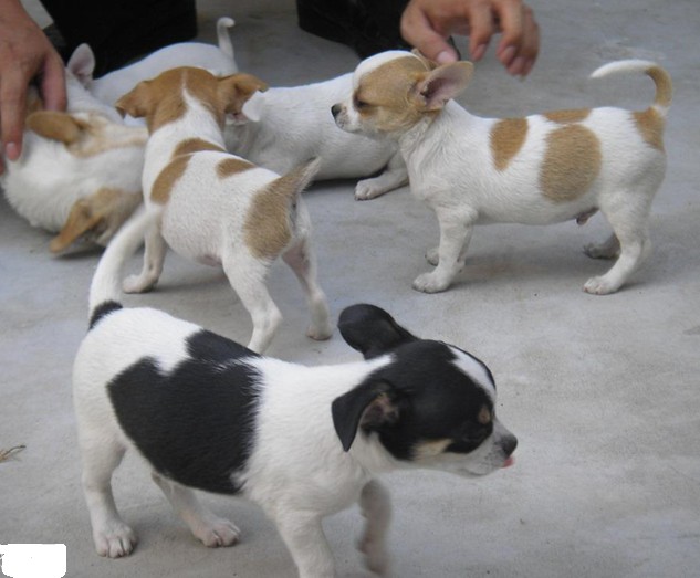 纯正的吉娃娃能长大吗图片,挑选吉娃娃的方法和注意事项