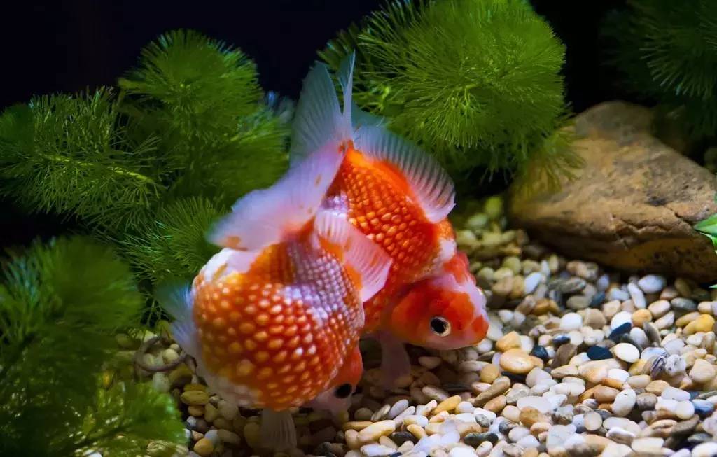 水族草缸养鱼注意事项,水族金鱼草的养殖方法