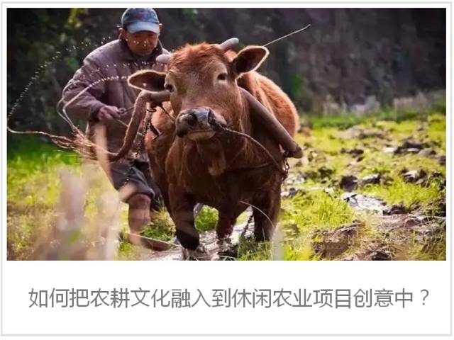 休闲农业能够开发哪些创意,休闲农业学什么课程