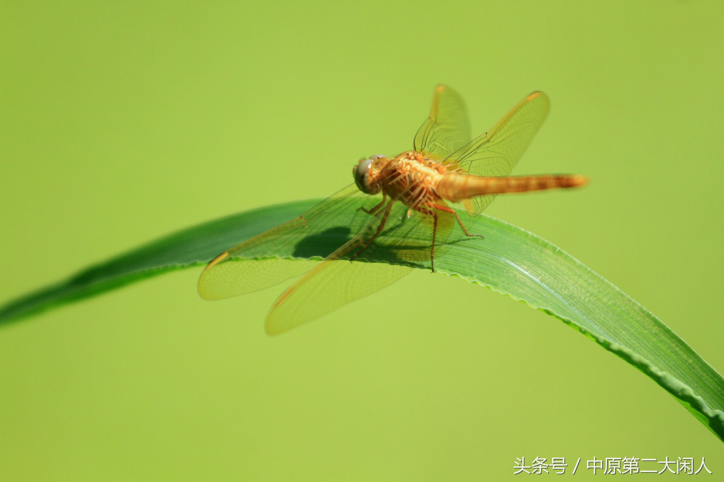 童年趣事抓蜻蜓400字文章,童年趣事抓蜻蜓的文章600字