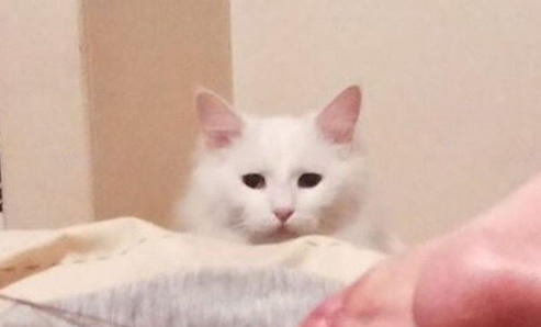 主人正专心逗狗，没想到狗狗一脸面瘫，而不远处猫咪的醋坛子翻了