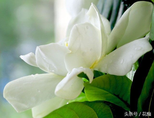 怎样栀子花开得更茂盛,怎样让栀子花开得多