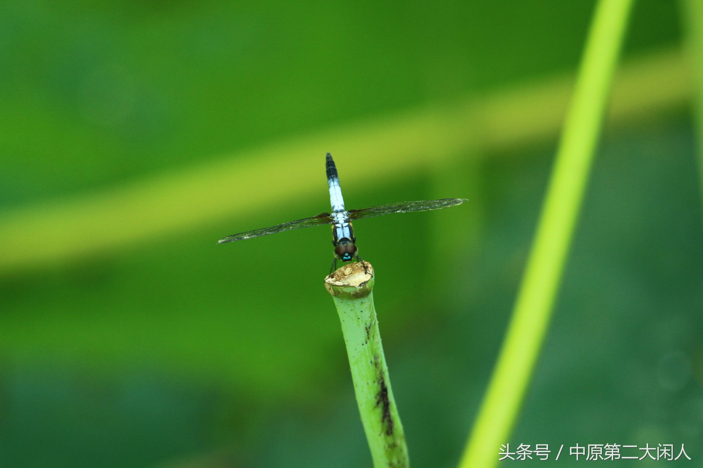 童年趣事抓蜻蜓400字文章,童年趣事抓蜻蜓的文章600字