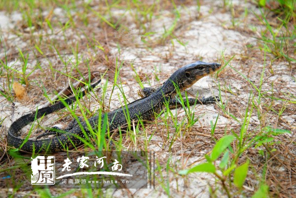 金秋沙巴游 (暑假去沙巴旅游攻略)