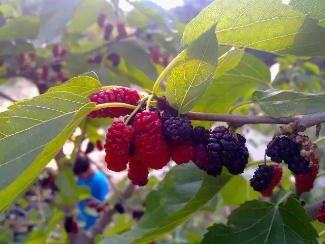 带领农民增收致富,高效农业带动百姓致富